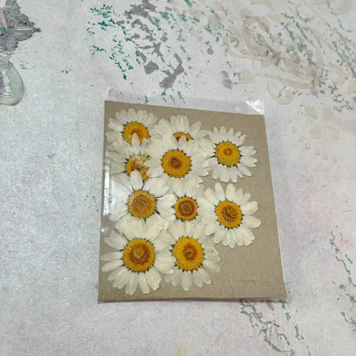 گل خشک بابونه