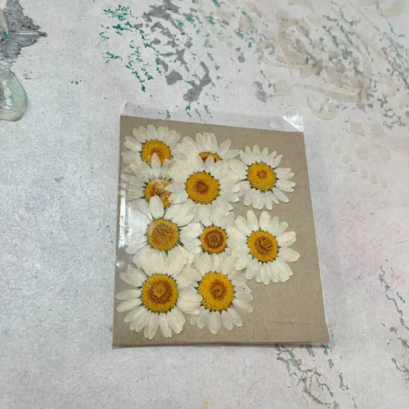 گل خشک بابونه